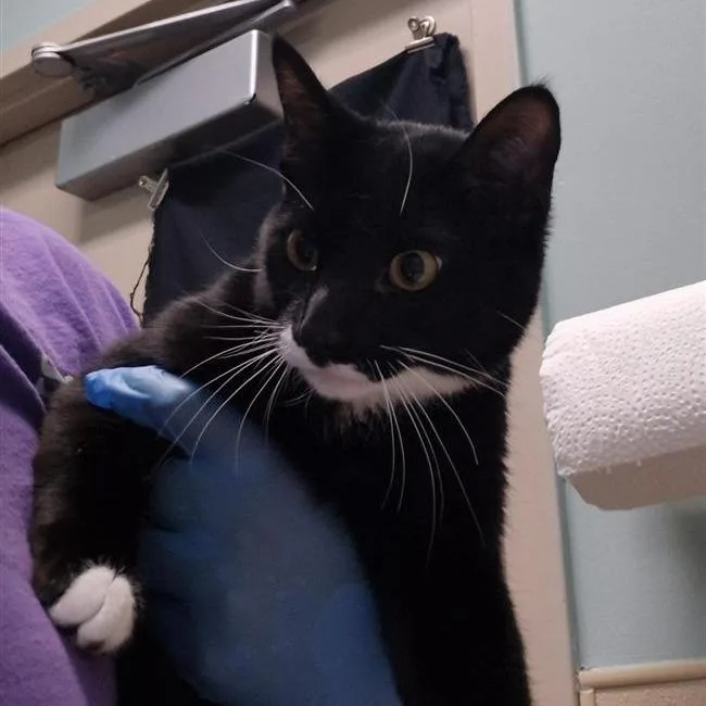 A young medium-sized female Black Domestic Short Hair cat named Cactus Blossom for adoption in Tacoma, WA