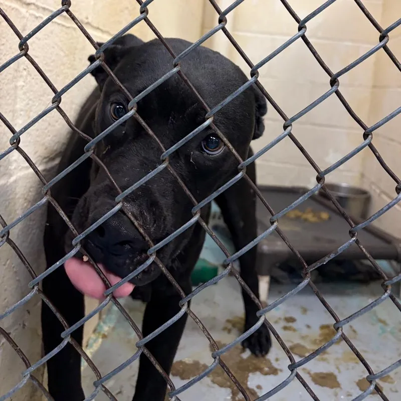 A young medium-sized male Black Mixed Breed dog named Adair for adoption in Charleston, WV