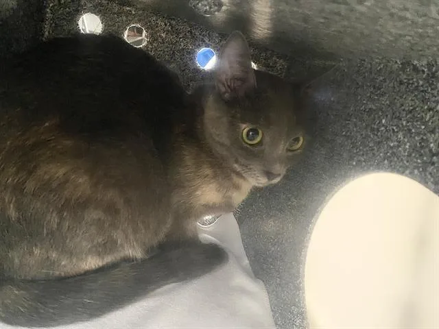 A young medium-sized female Domestic Short Hair cat named Pinky for adoption in Dallas, TX