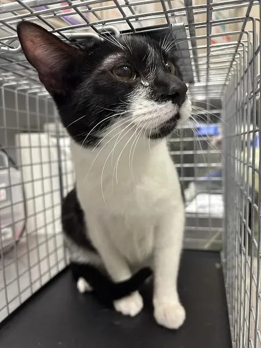 A young small-sized male Domestic Short Hair cat named Samurai for adoption in Las Vegas, NV