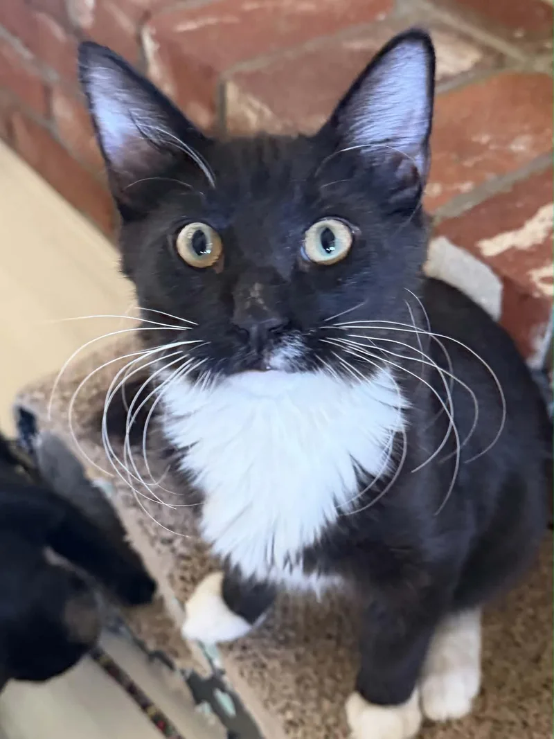 A young medium-sized male Domestic Medium Hair cat named Jelly for adoption in Parlier, CA
