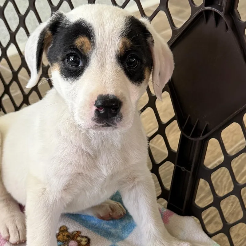 Isabella thumbnail 2