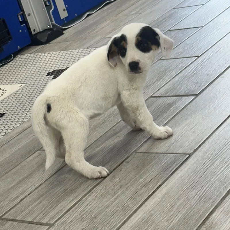 Isabella thumbnail 3