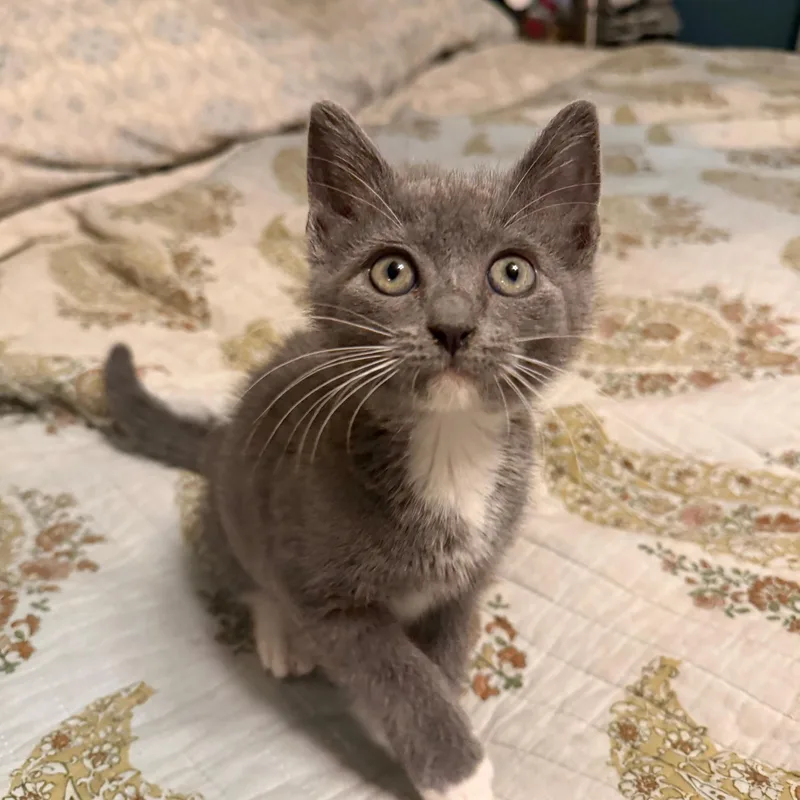 A baby small-sized female Gray & White Domestic Medium Hair cat named Tink for adoption in Orange, CA