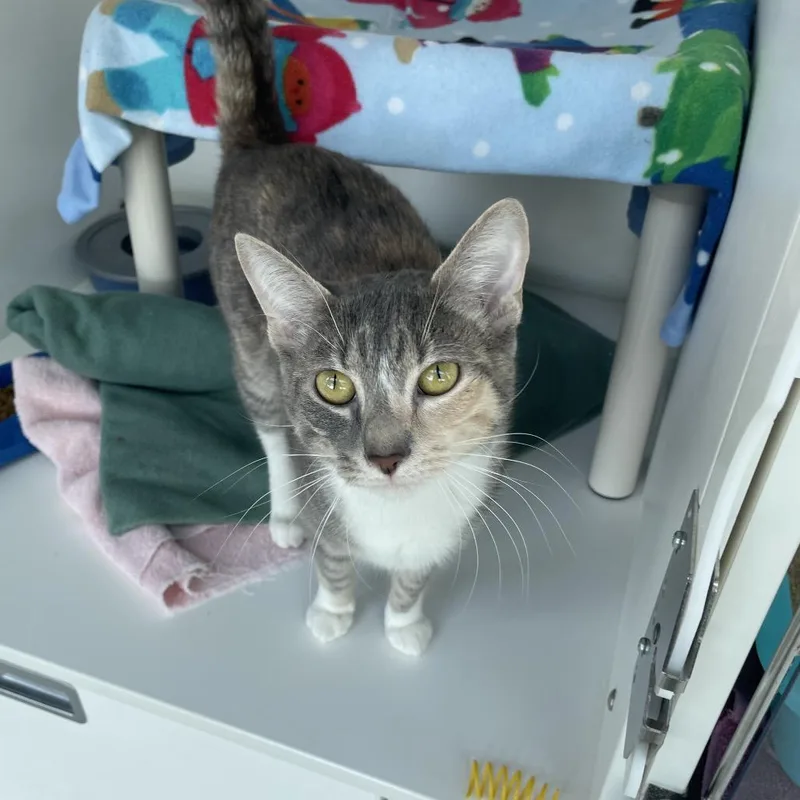 A young medium-sized female Torbie Domestic Short Hair cat named Sofia for adoption in Warwick, RI