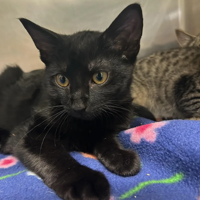 A baby medium-sized male Black Domestic Short Hair cat named Alamo for adoption in Kent, WA