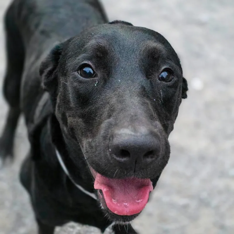 An adult large-sized female Black Mixed Breed dog named Lily for adoption in Glenfield, NY