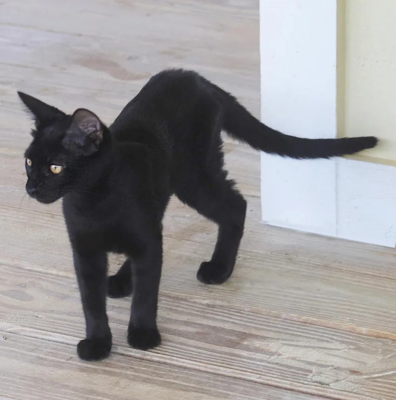 A baby medium-sized female Domestic Short Hair cat named Ginger for adoption in North Fort Myers, FL