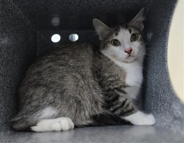 A young medium-sized female Domestic Medium Hair cat named Janet for adoption in Dallas, TX