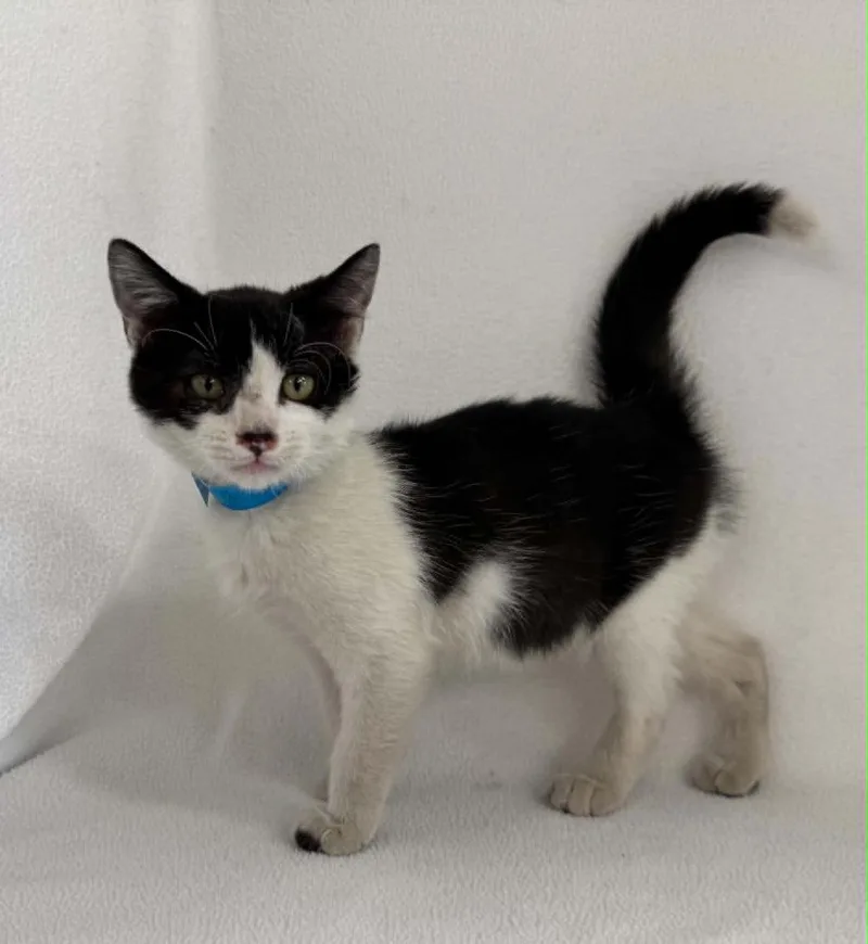 A baby small-sized male Domestic Short Hair cat named Biscuit for adoption in Lavonia, GA