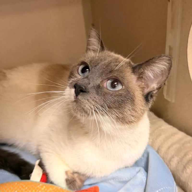 An adult medium-sized female Lilac Point Domestic Short Hair cat named Willow for adoption in Pagosa Springs, CO