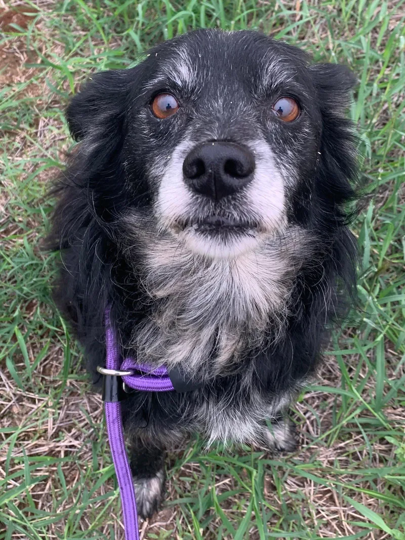 An adult small-sized male Spaniel dog named Mister Rogers for adoption in Pipe Creek, TX