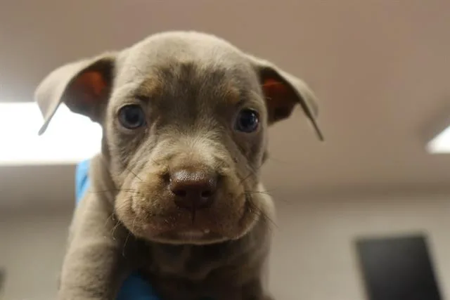 A baby small-sized male Mixed Breed dog named Brutus for adoption in Columbia, SC