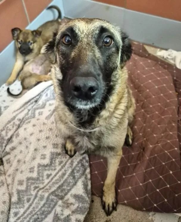 An adult medium-sized female German Shepherd Dog dog named Pilly Reed for adoption in Houston, TX