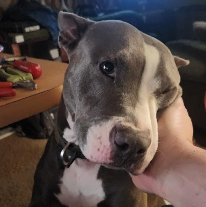 An adult medium-sized female Gray / Blue / Silver Bull Terrier dog named Callie Jade for adoption in lawton, OK