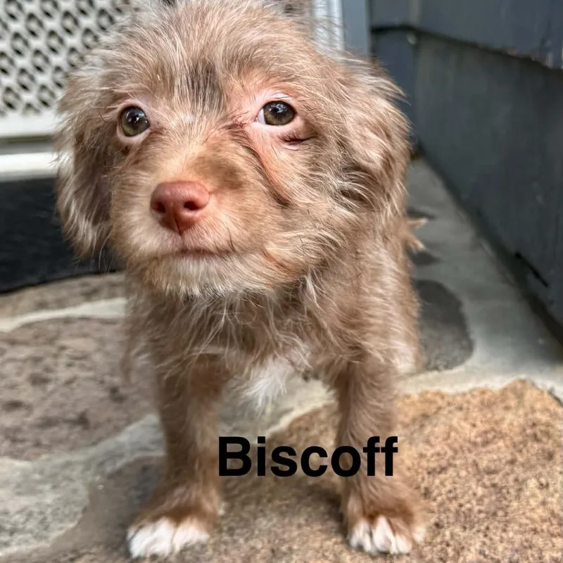 Biscoff