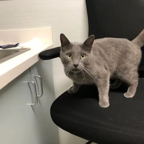 An adult medium-sized male Gray / Blue / Silver Domestic Short Hair cat named Hopper for adoption in Novelty, OH