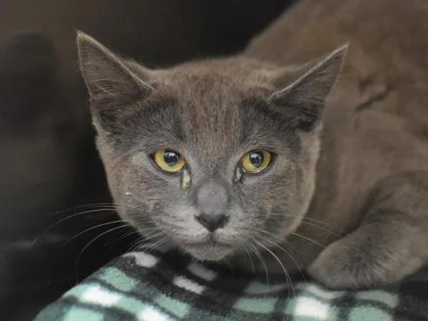 A young medium-sized male Domestic Short Hair cat named Mochi for adoption in Portland, OR