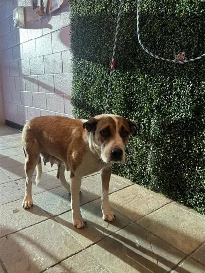 An adult medium-sized female White / Cream Mixed Breed dog named 61804186 for adoption in El Paso, TX