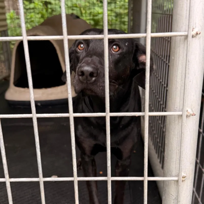 A young large-sized male Black Labrador Retriever dog named George for adoption in Evensville, TN