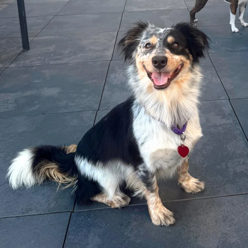 A young small-sized male White / Cream Australian Shepherd dog named Scout for adoption in Brooklyn, NY