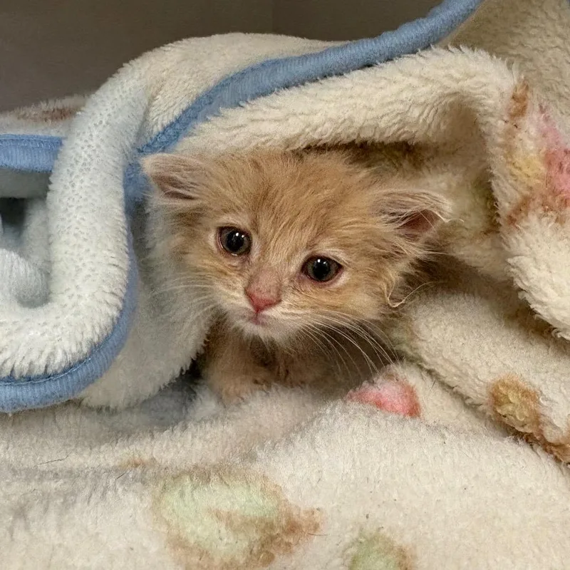 A baby small-sized male Buff / Tan / Fawn Domestic Short Hair cat named Fennekin for adoption in Redwood City, CA