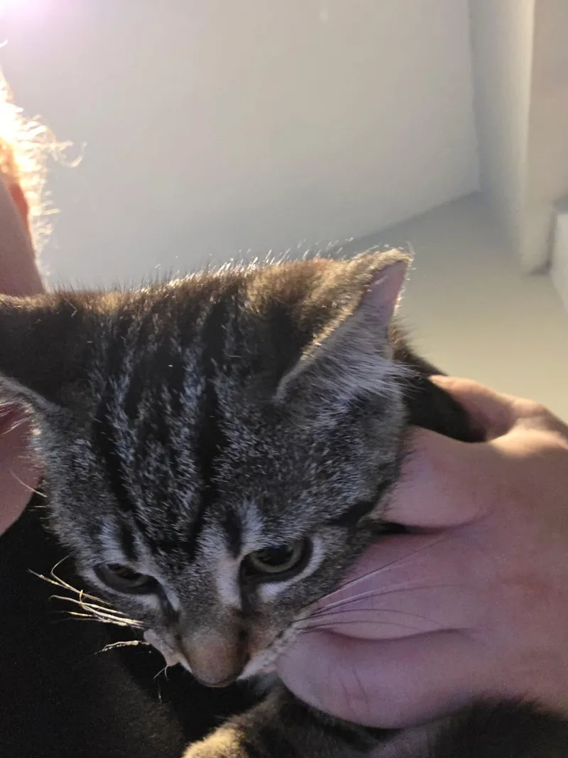 A baby small-sized female Tabby (Brown / Chocolate) Domestic Short Hair cat named Salsa for adoption in Canal Winchester, OH