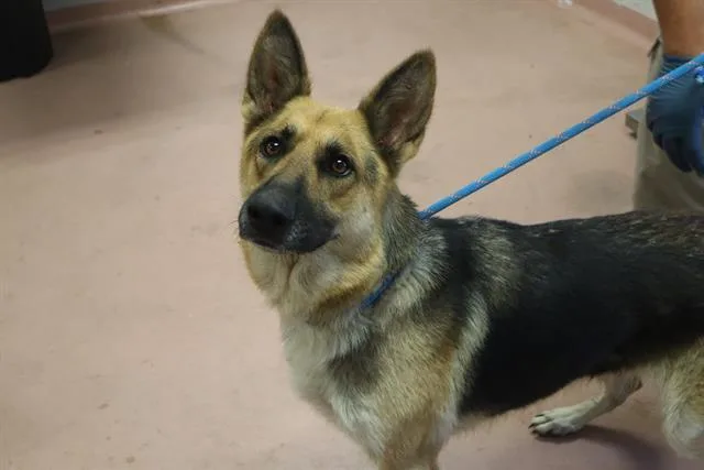An adult large-sized female Mixed Breed dog named Katherine for adoption in Columbia, SC