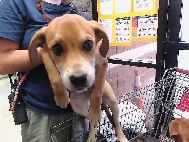 A baby small-sized female Labrador Retriever dog named Abby for adoption in Tulsa, OK