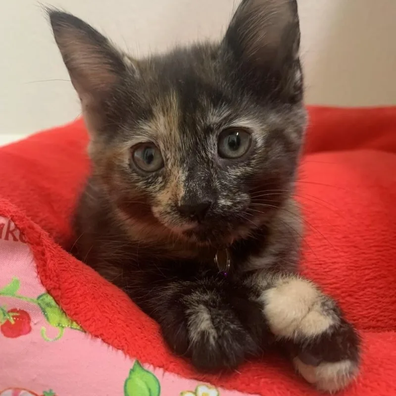 A baby medium-sized female Tortoiseshell Extra-Toes Cat / Hemingway Polydactyl cat named Brownie for adoption in Pasco, WA