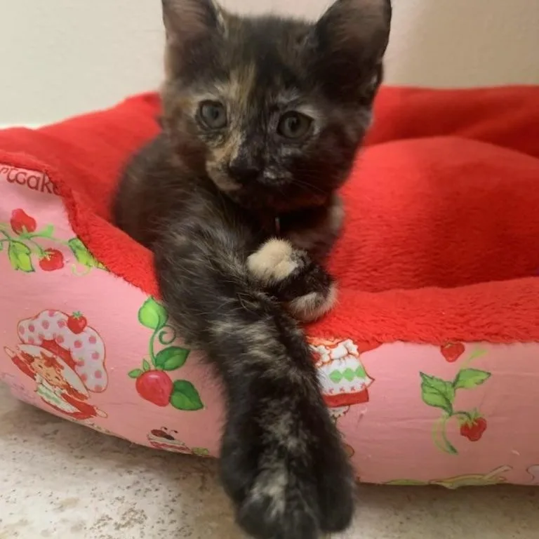 Brownie thumbnail 5