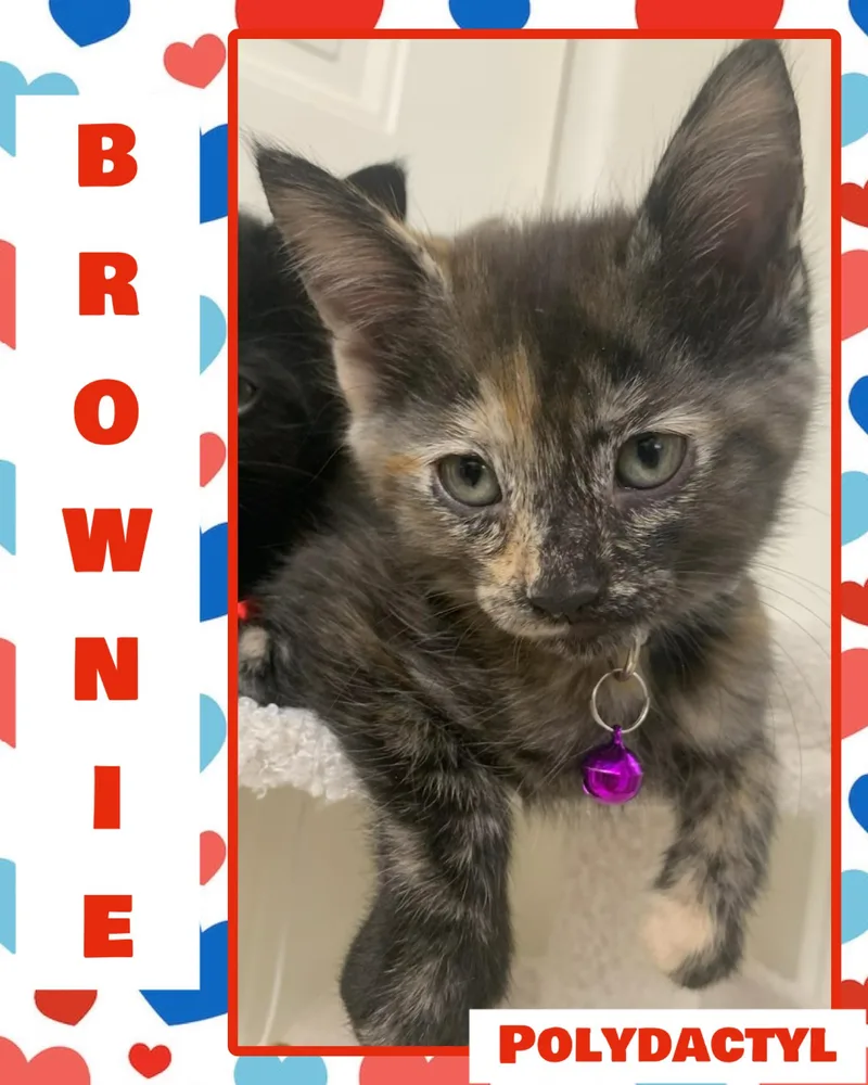 Brownie thumbnail 6