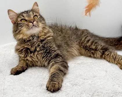 An adult medium-sized male Domestic Medium Hair cat named Jack for adoption in Bowling Green, KY