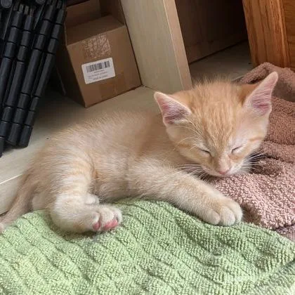 A baby small-sized male Domestic Short Hair cat named Pierce Brosnan for adoption in Wheaton, IL