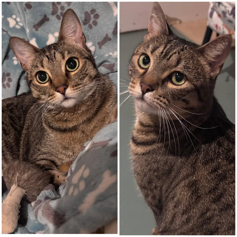 An adult medium-sized female Domestic Short Hair cat named Holly And Little Fluffy for adoption in Shawnee, KS