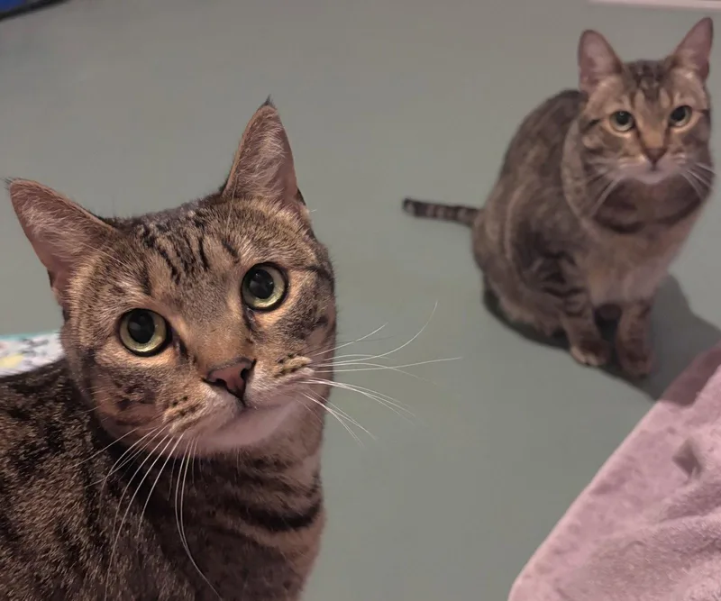 Holly And Little Fluffy thumbnail 3