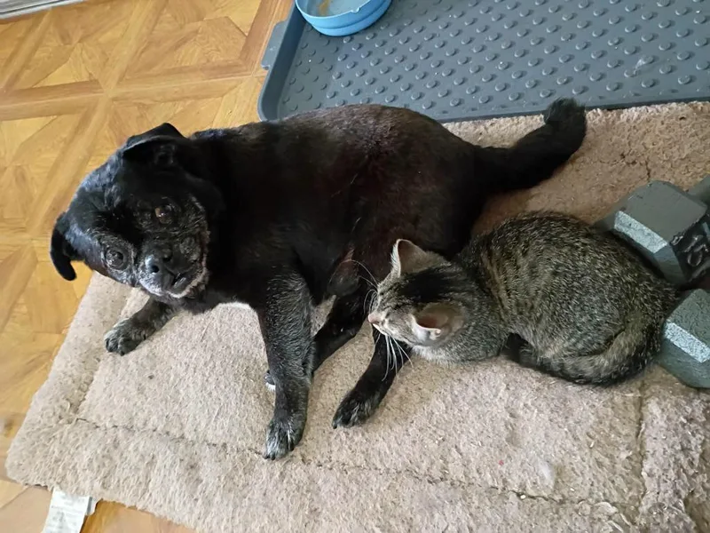 A baby small-sized female Domestic Short Hair cat named Maisie for adoption in LIberty, NY