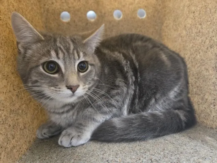 A young small-sized male Domestic Short Hair cat named Juno for adoption in Hagerstown, MD