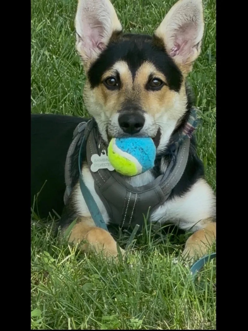 Bambino. What a great thumbnail 2