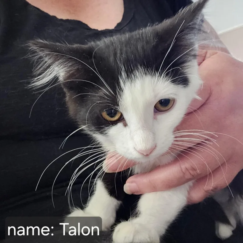 Talon Orr