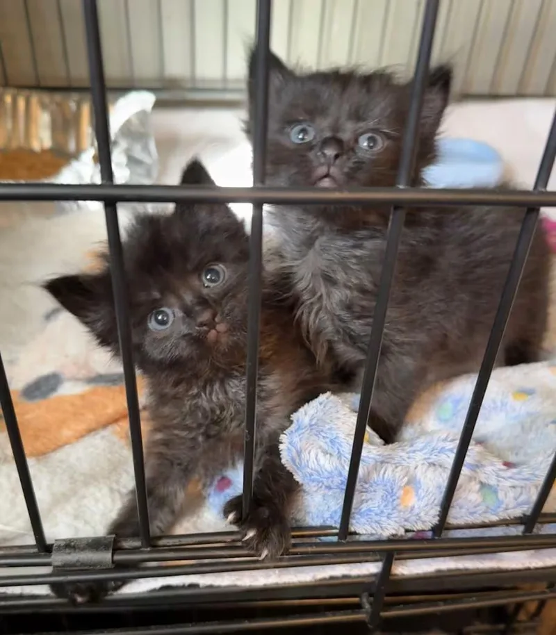A baby medium-sized male Black Domestic Medium Hair cat named Cosmo for adoption in Greensboro, NC