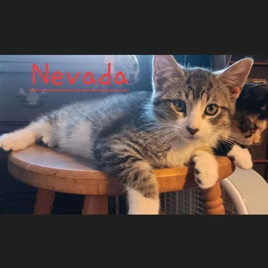 A baby medium-sized male Tabby (Brown / Chocolate) Domestic Short Hair cat named Nevada for adoption in Menasha, WI