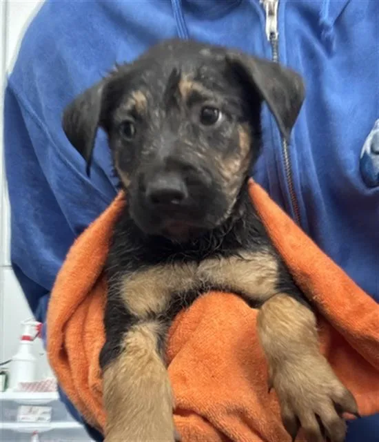 A baby large-sized female Mixed Breed dog named Janet for adoption in Dallas, TX