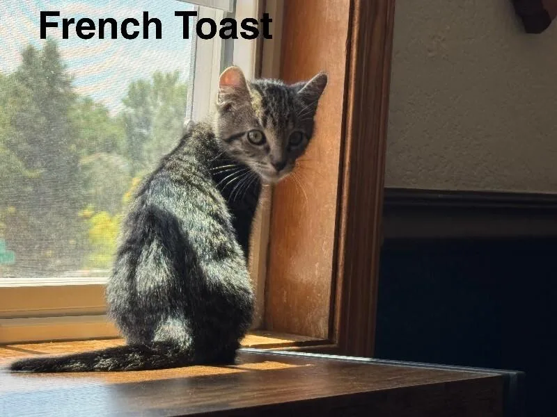 A young small-sized male Brown / Chocolate Domestic Short Hair cat named French Toast for adoption in Fort Collins, CO