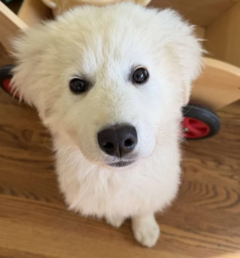 A baby large-sized male White / Cream Great Pyrenees dog named Wolfe for adoption in Kiowa, OK