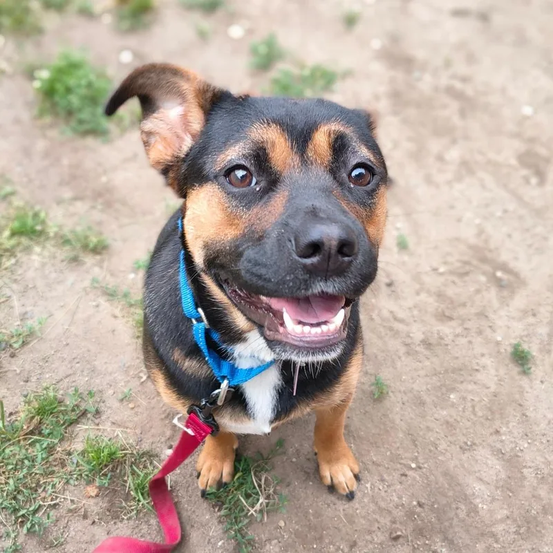 A young small-sized female Black German Shepherd Dog dog named Thumbelina $ for adoption in Springfield, MA