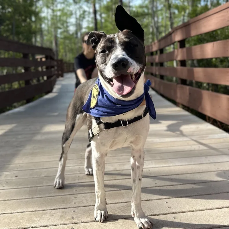 An adult medium-sized male Black Mixed Breed dog named Charlie for adoption in Naples, FL