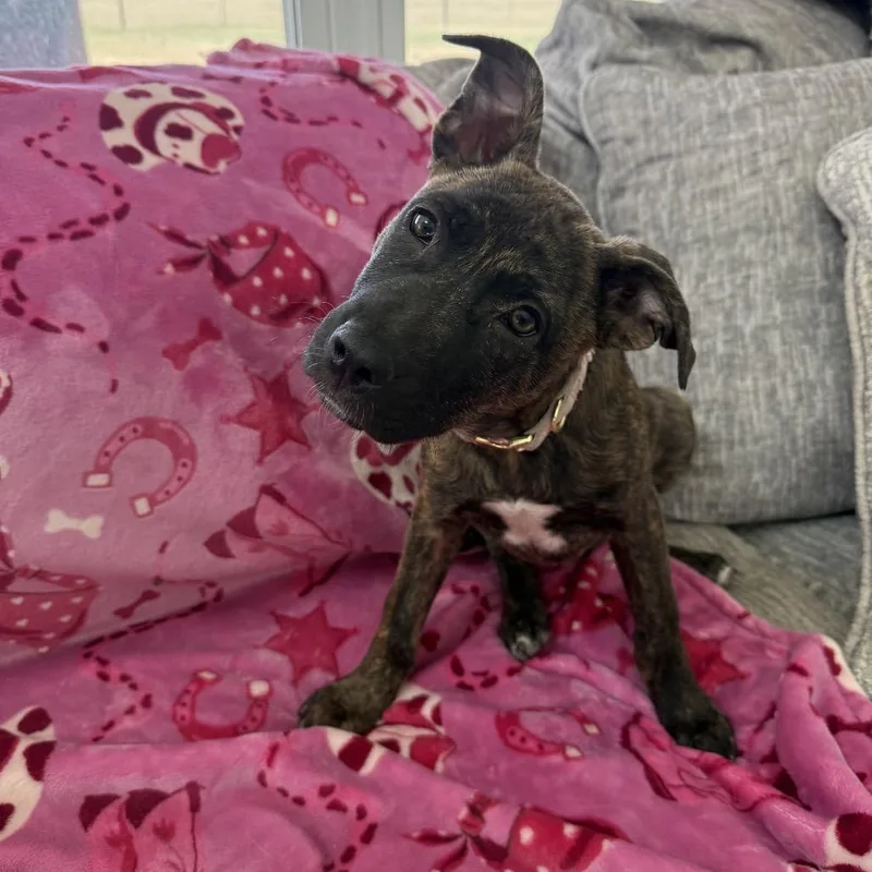 Sunshine Stella