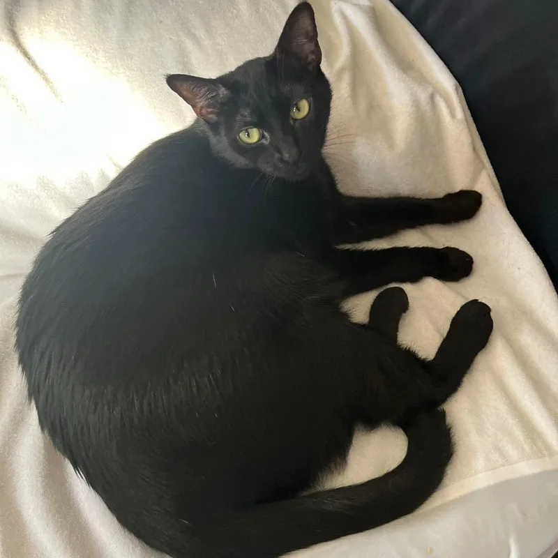 An adult medium-sized female Black Domestic Short Hair cat named Aly for adoption in Ontario, CA