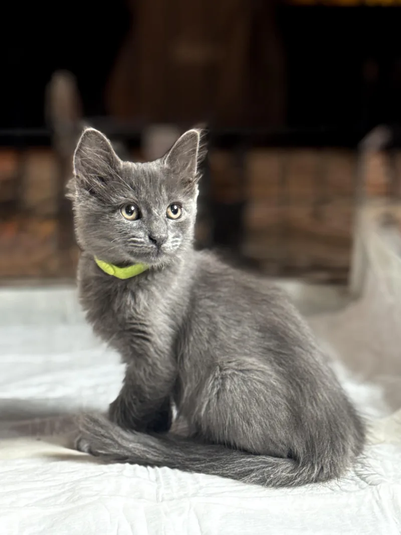 A baby small-sized male Domestic Medium Hair cat named Croissant for adoption in Dixon, CA